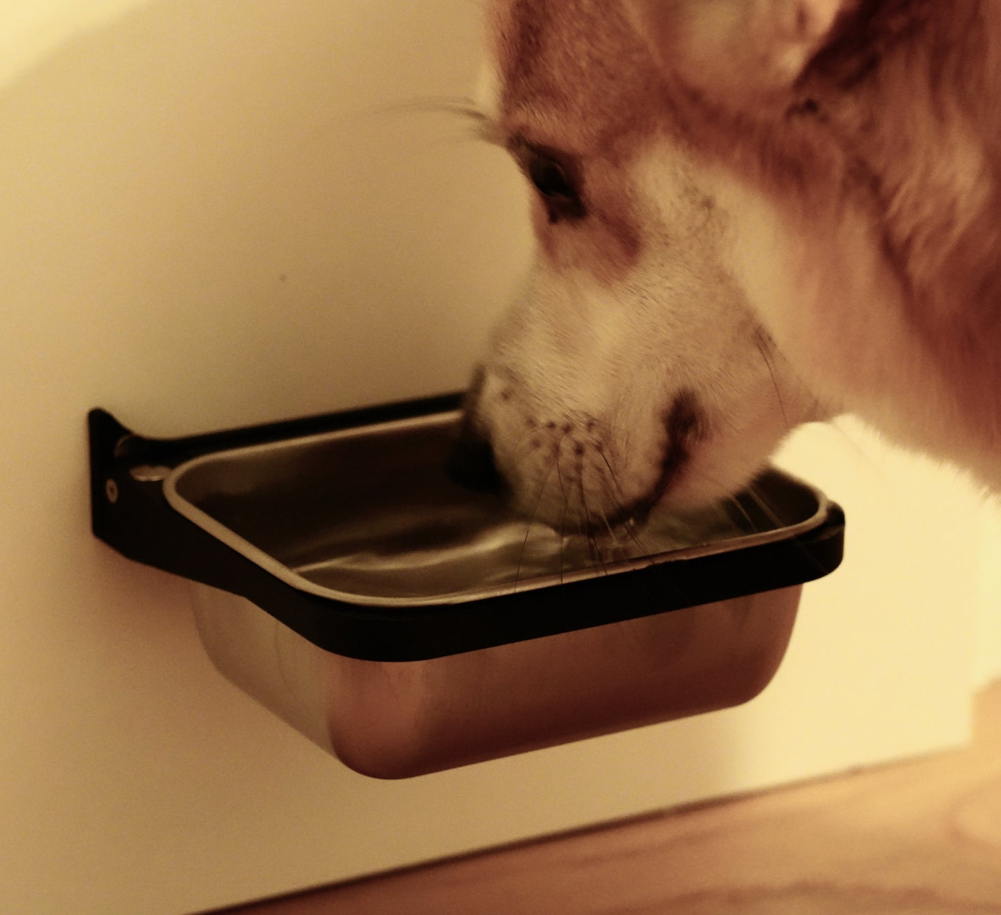 Compact and foldable wall-mounted cat/dog bowl